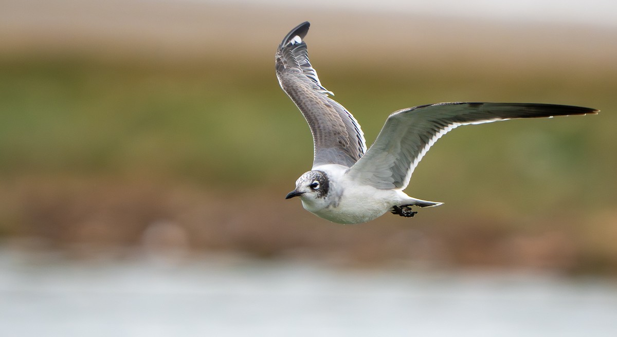 弗氏鷗 - ML646006830