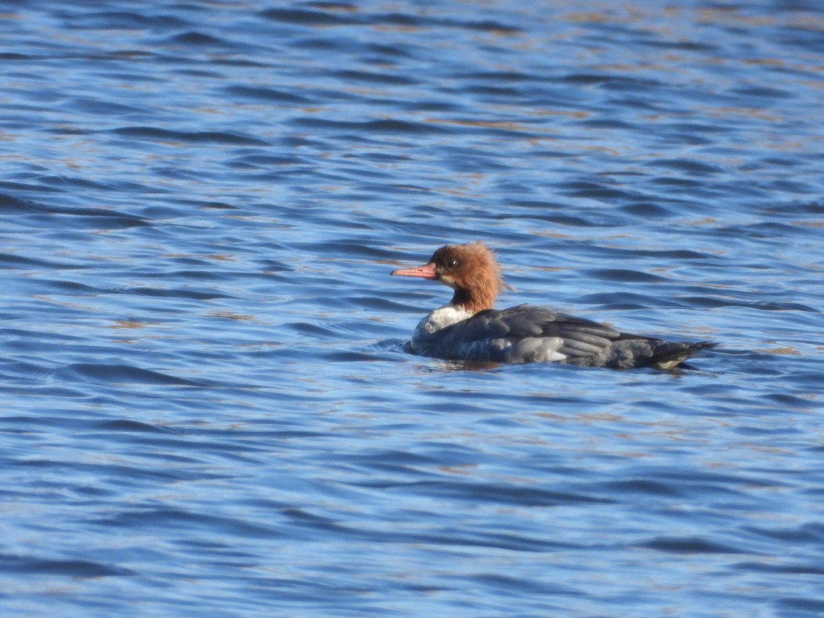 Common Merganser - ML646006833