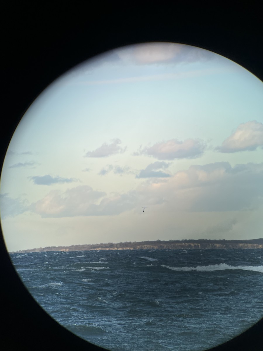 Сула атлантична - ML646006834