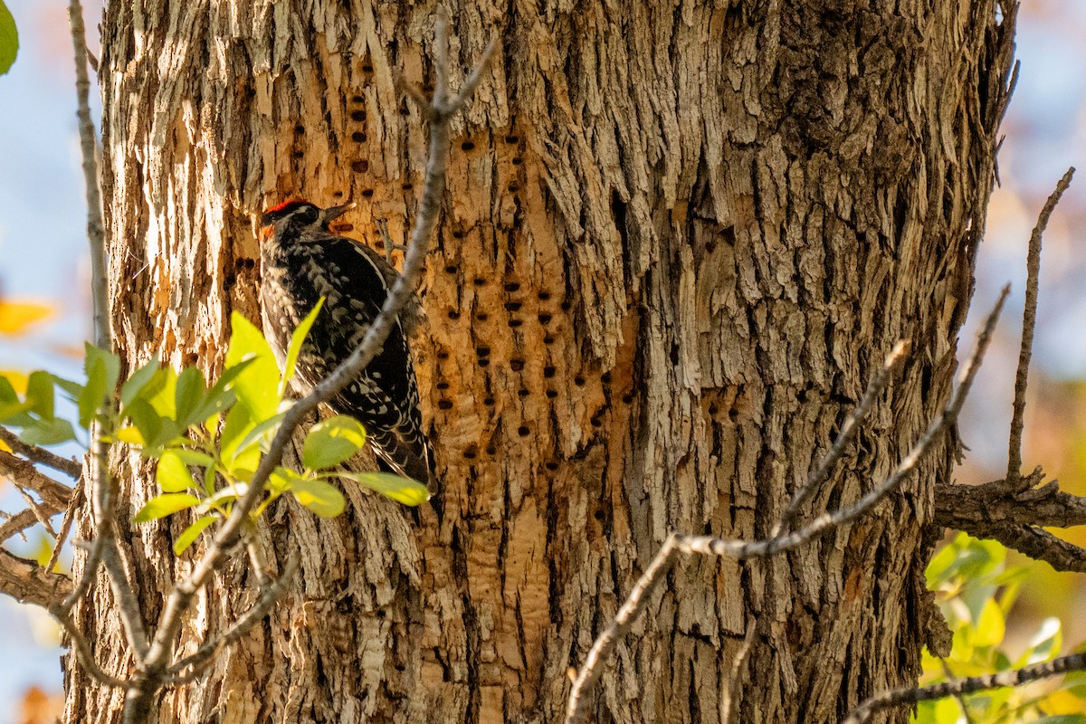 Red-naped Sapsucker - ML646006835