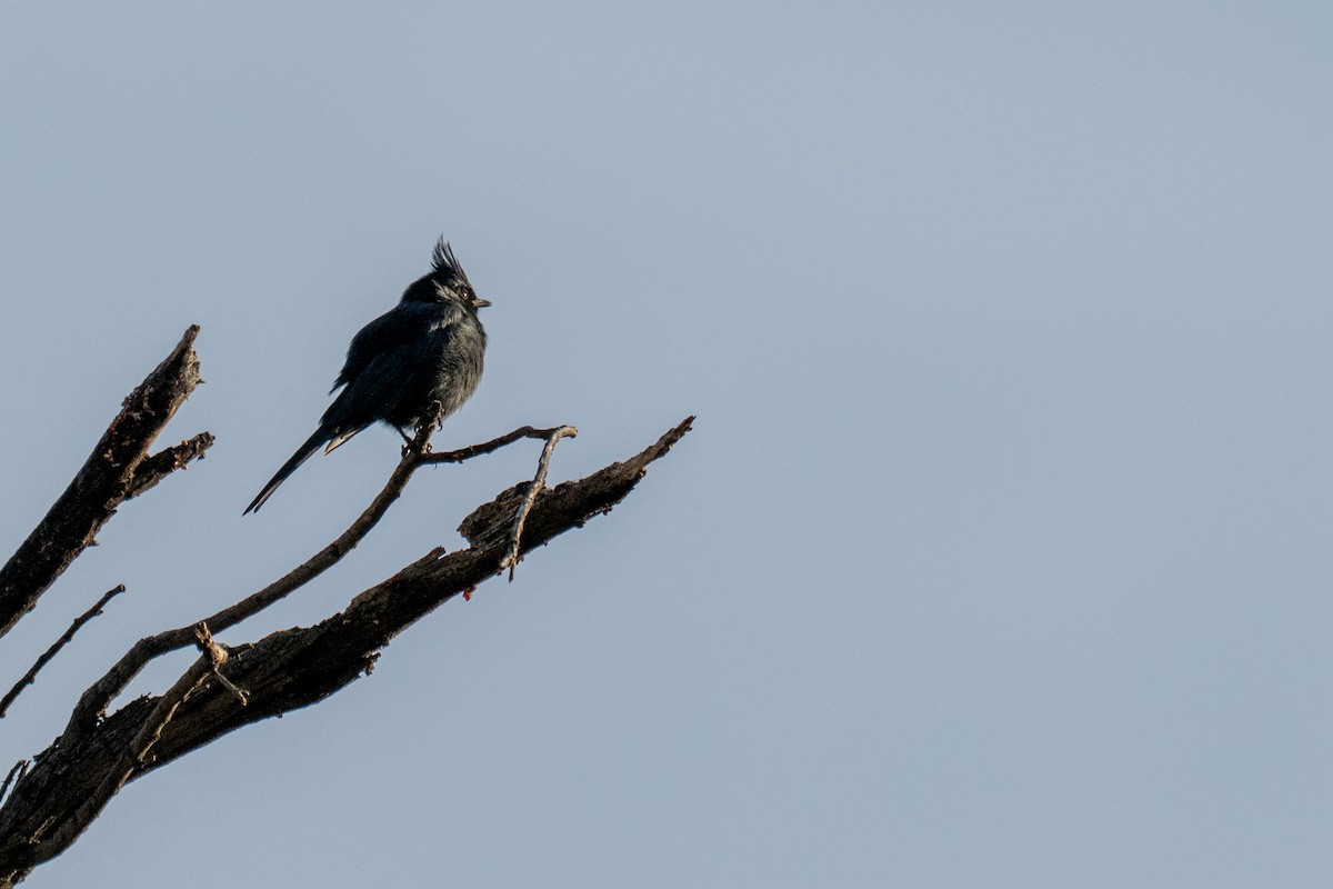 Phainopepla - ML646006838