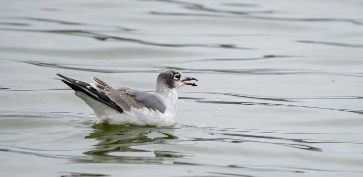 弗氏鷗 - ML646006839