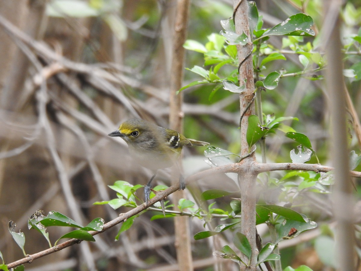 Weißaugenvireo - ML646006840