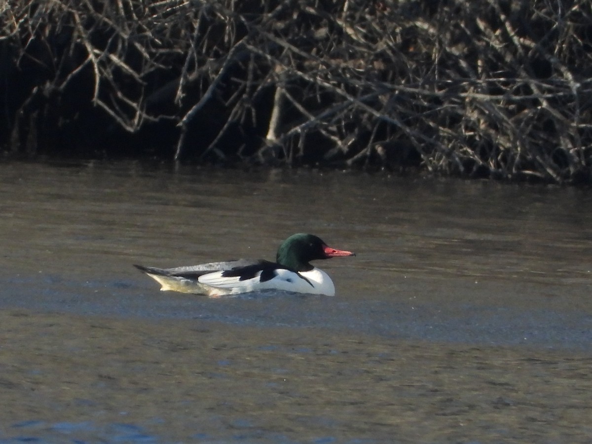 Common Merganser - ML646006841