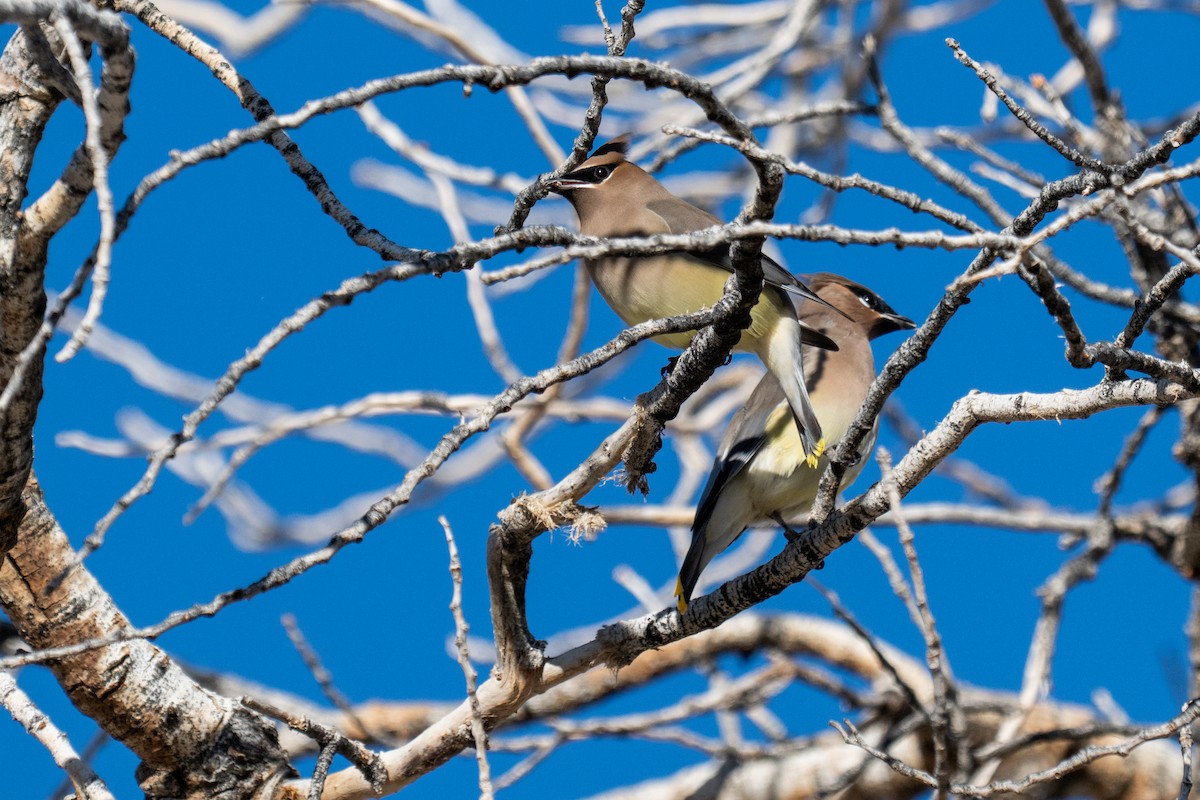 Cedar Waxwing - ML646006844