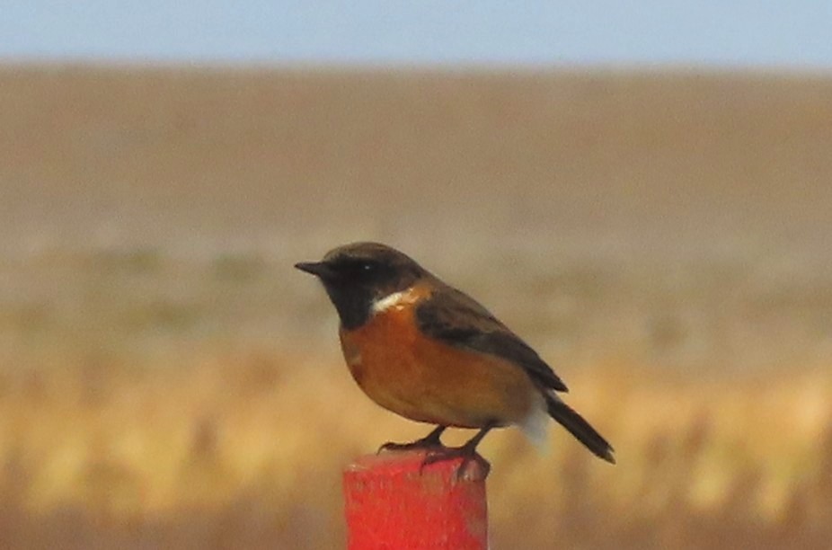 European Stonechat - ML646006850