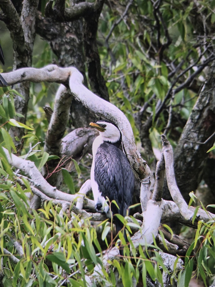 Little Pied Cormorant - ML646006852