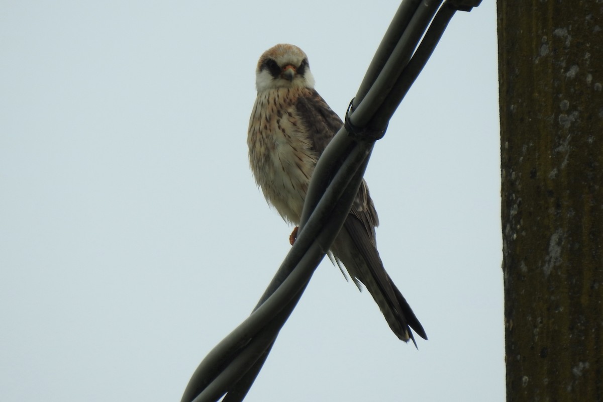 Belatz hankagorria - ML646006853