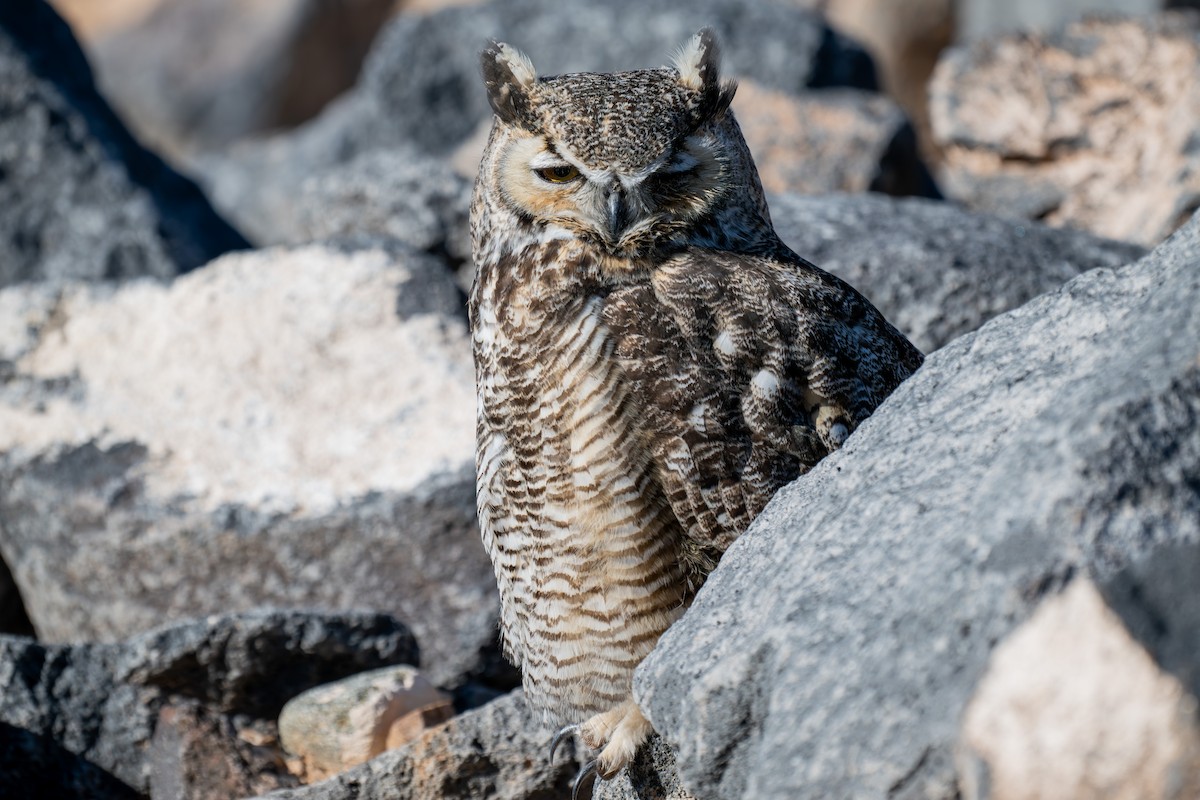 Great Horned Owl - ML646006854