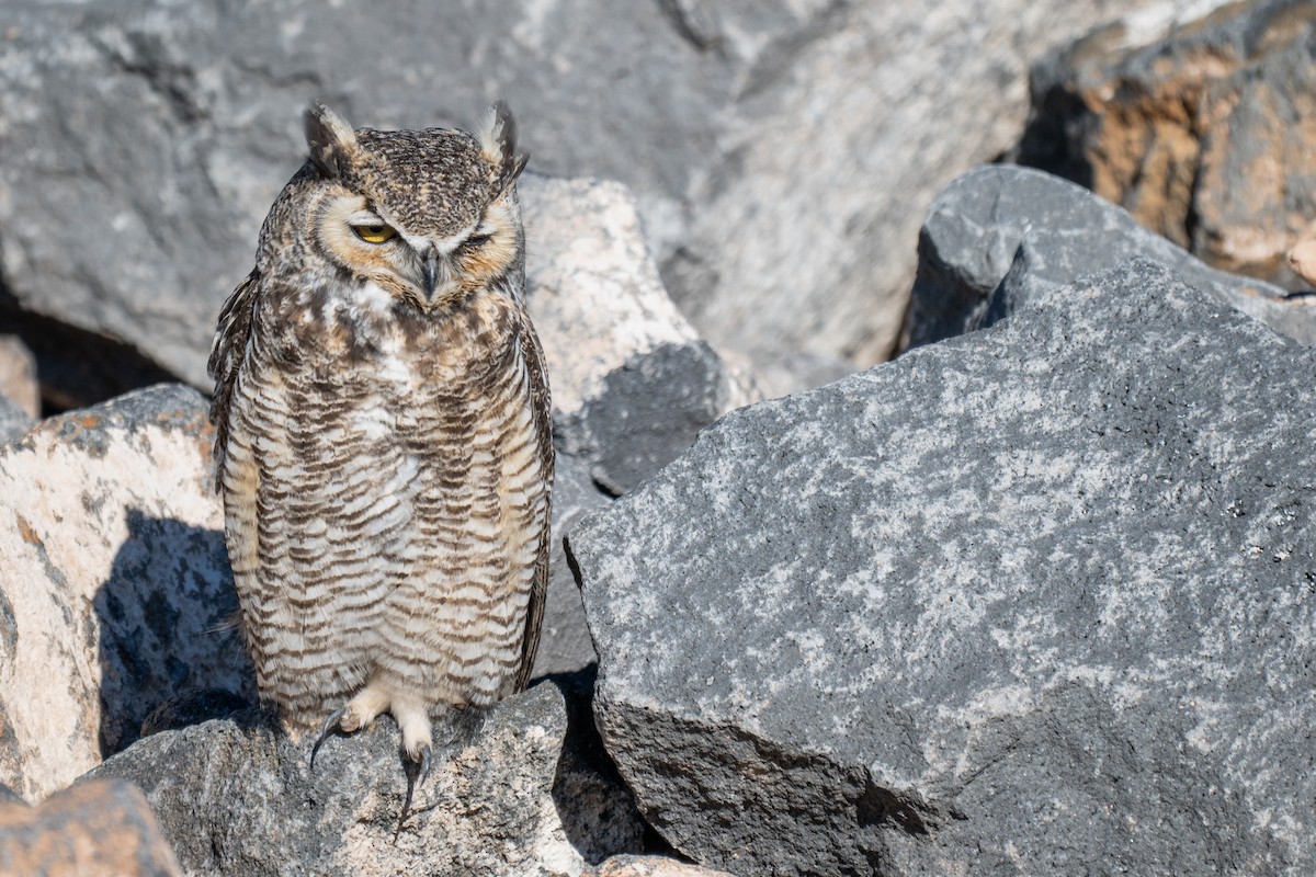 Great Horned Owl - ML646006855