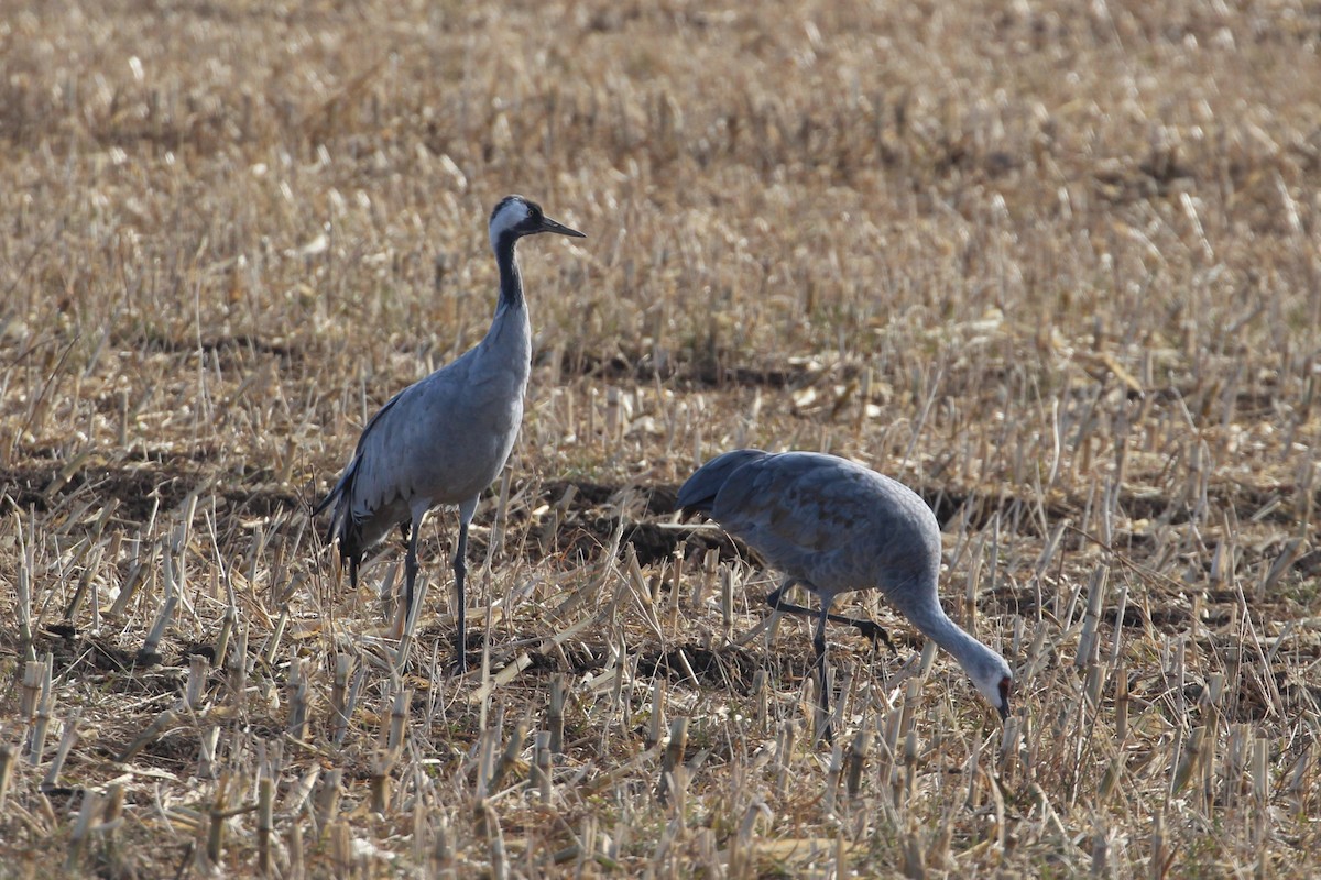 Common Crane - ML646006865