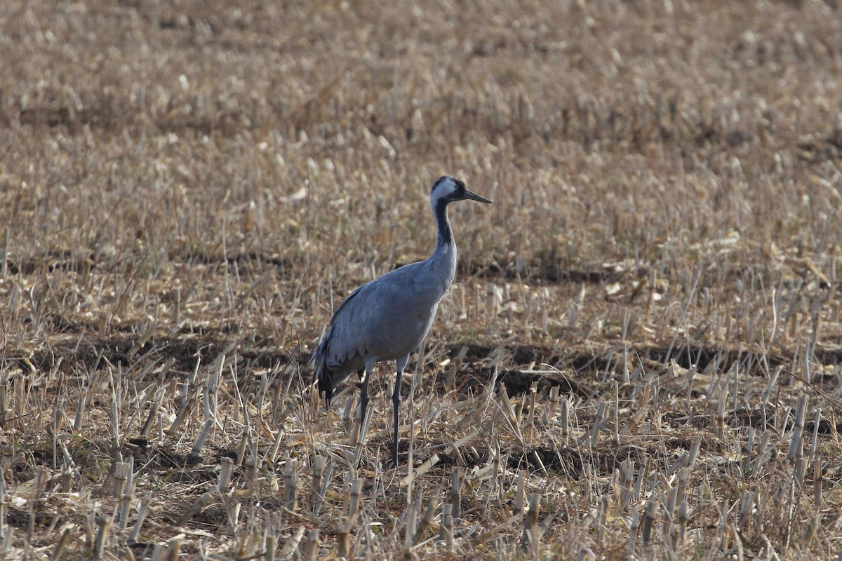 Common Crane - ML646006866