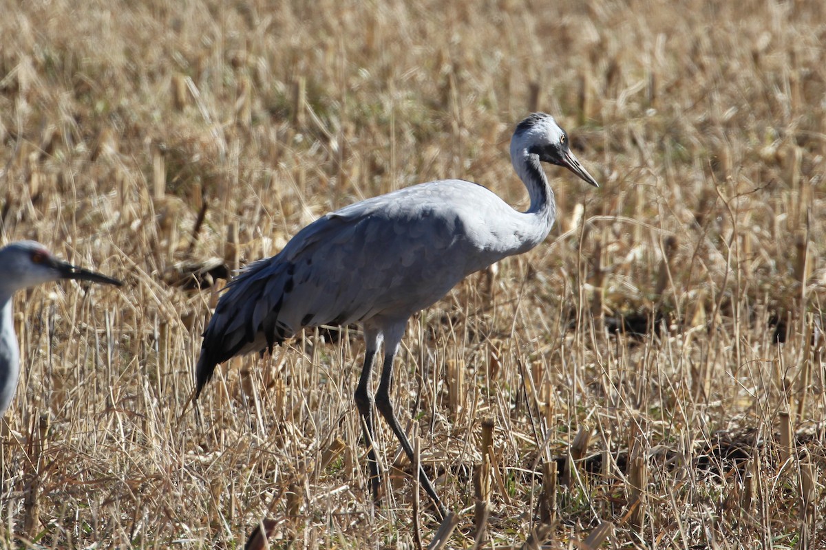 Common Crane - ML646006867