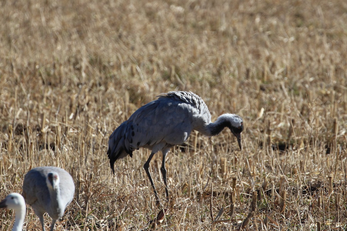 Common Crane - ML646006870