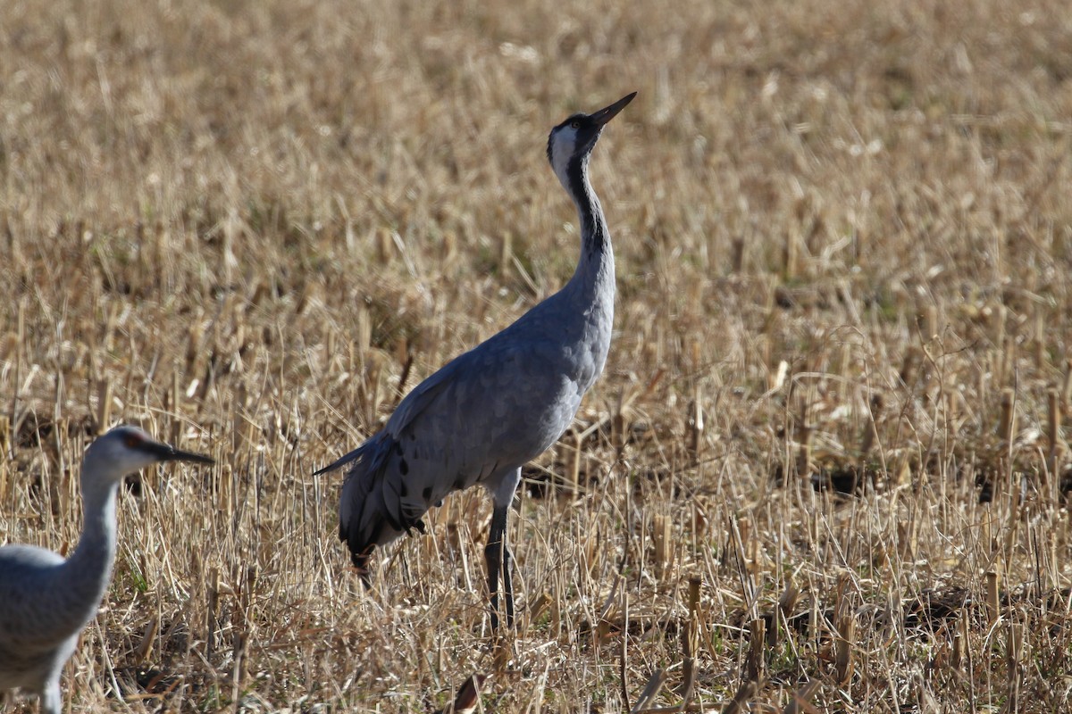 Common Crane - ML646006873