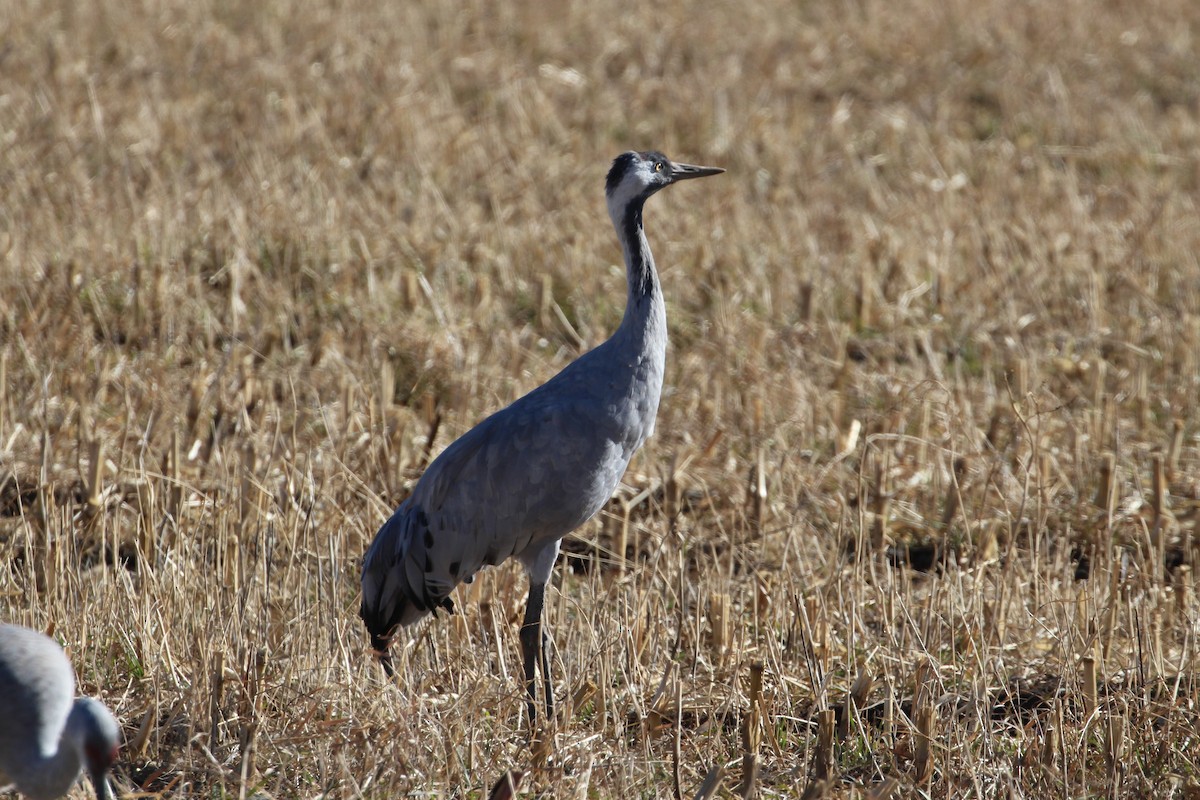 Common Crane - ML646006877