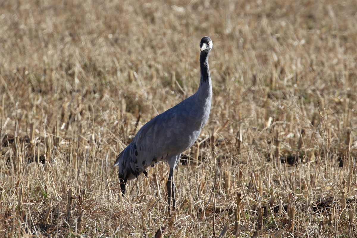 Common Crane - ML646006878