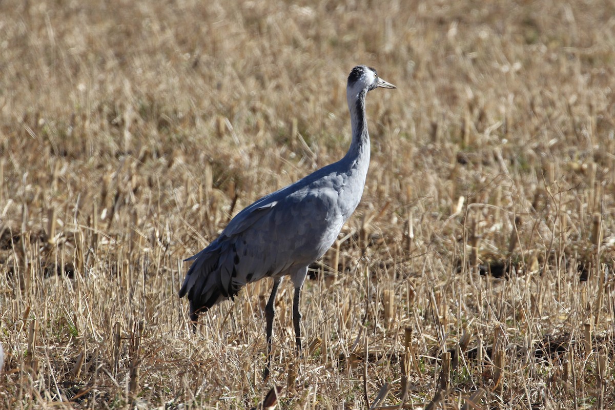 Common Crane - ML646006879
