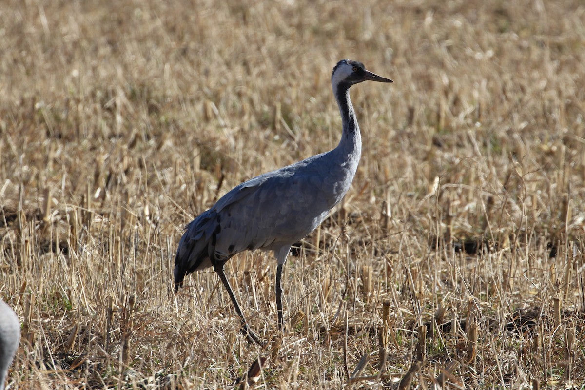 Common Crane - ML646006880
