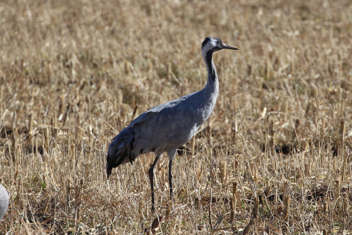 Common Crane - ML646006881