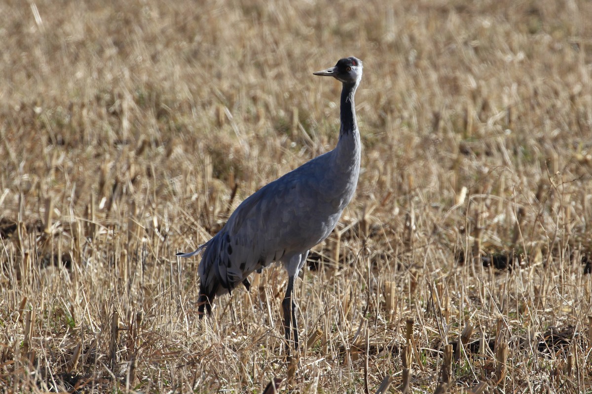 Common Crane - ML646006882
