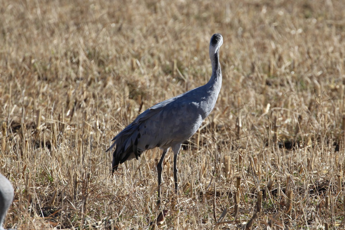 Common Crane - ML646006883