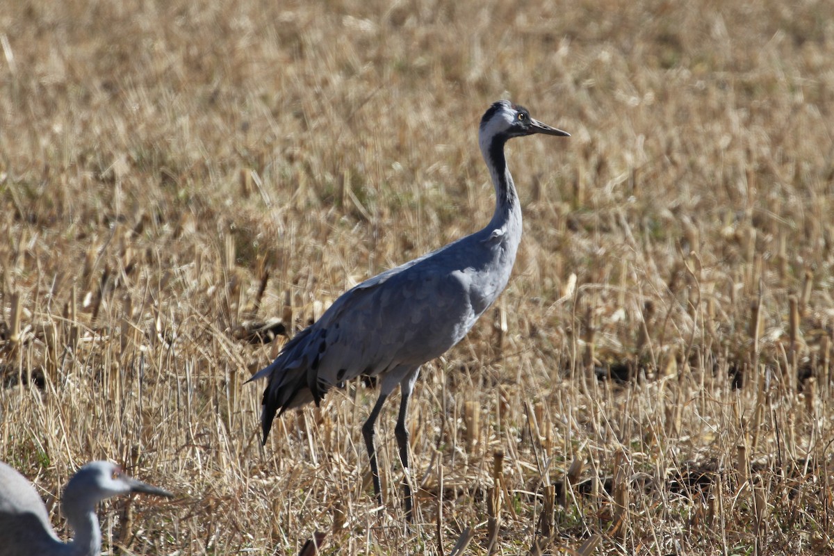 Common Crane - ML646006884