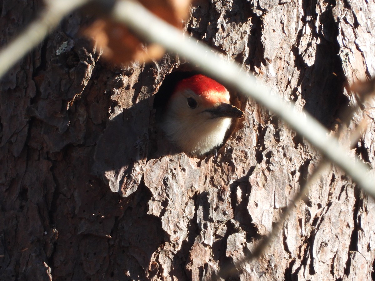 Red-bellied Woodpecker - ML646006891