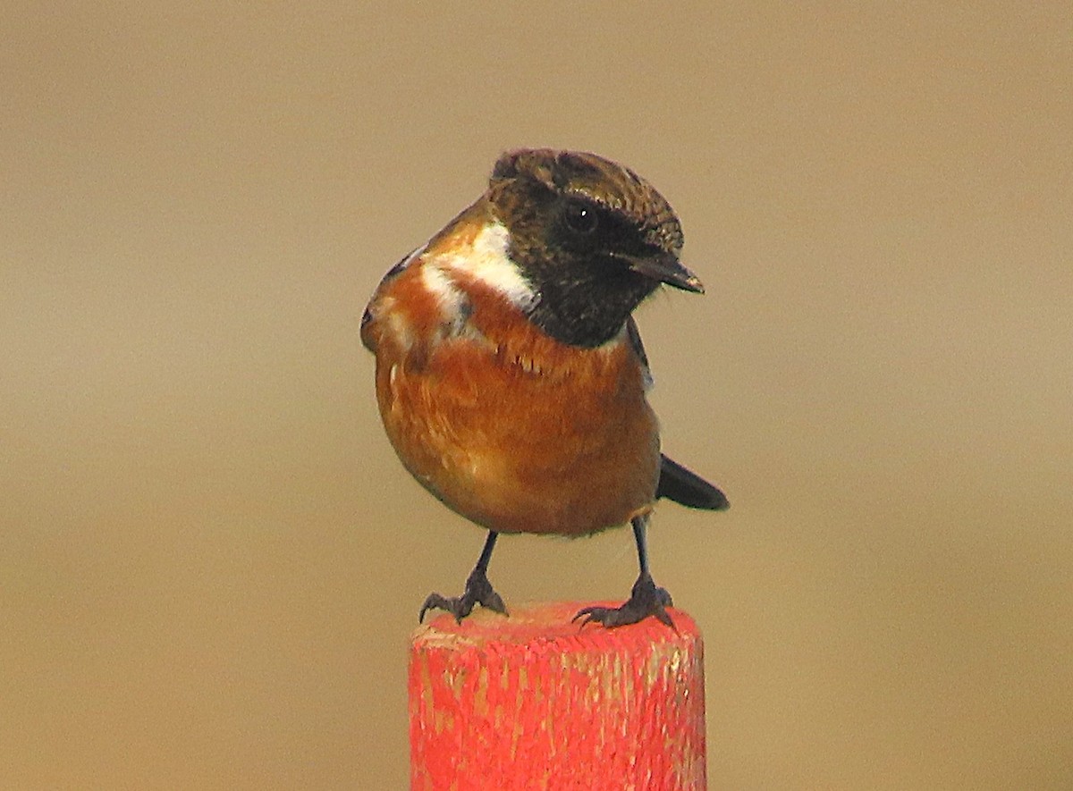 European Stonechat - ML646006896