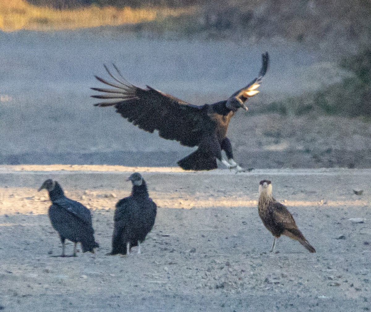 Black Vulture - ML646006905