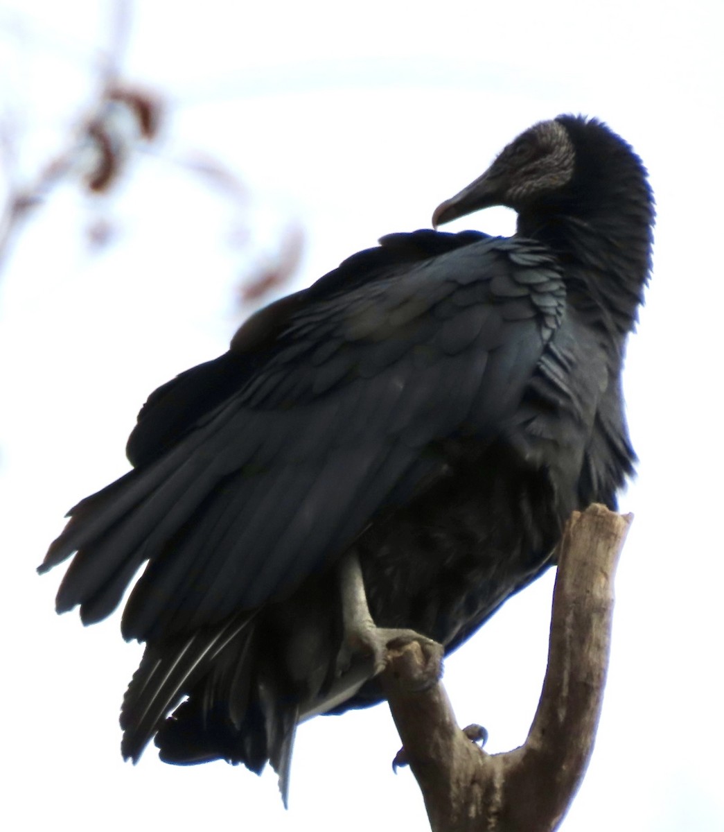 Black Vulture - ML646006906