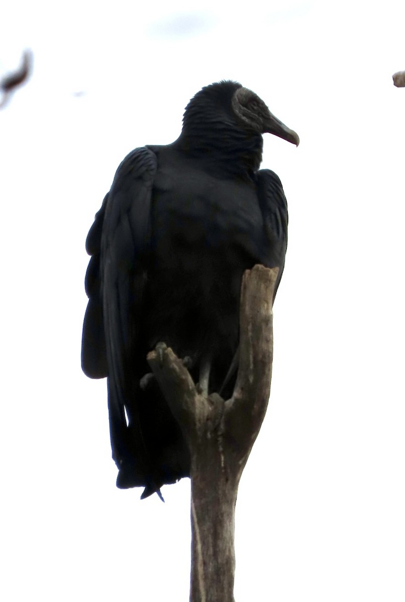 Black Vulture - ML646006907