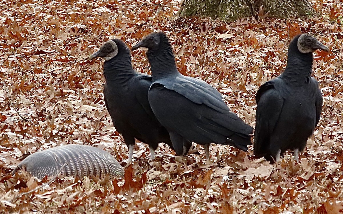 Black Vulture - ML646006908