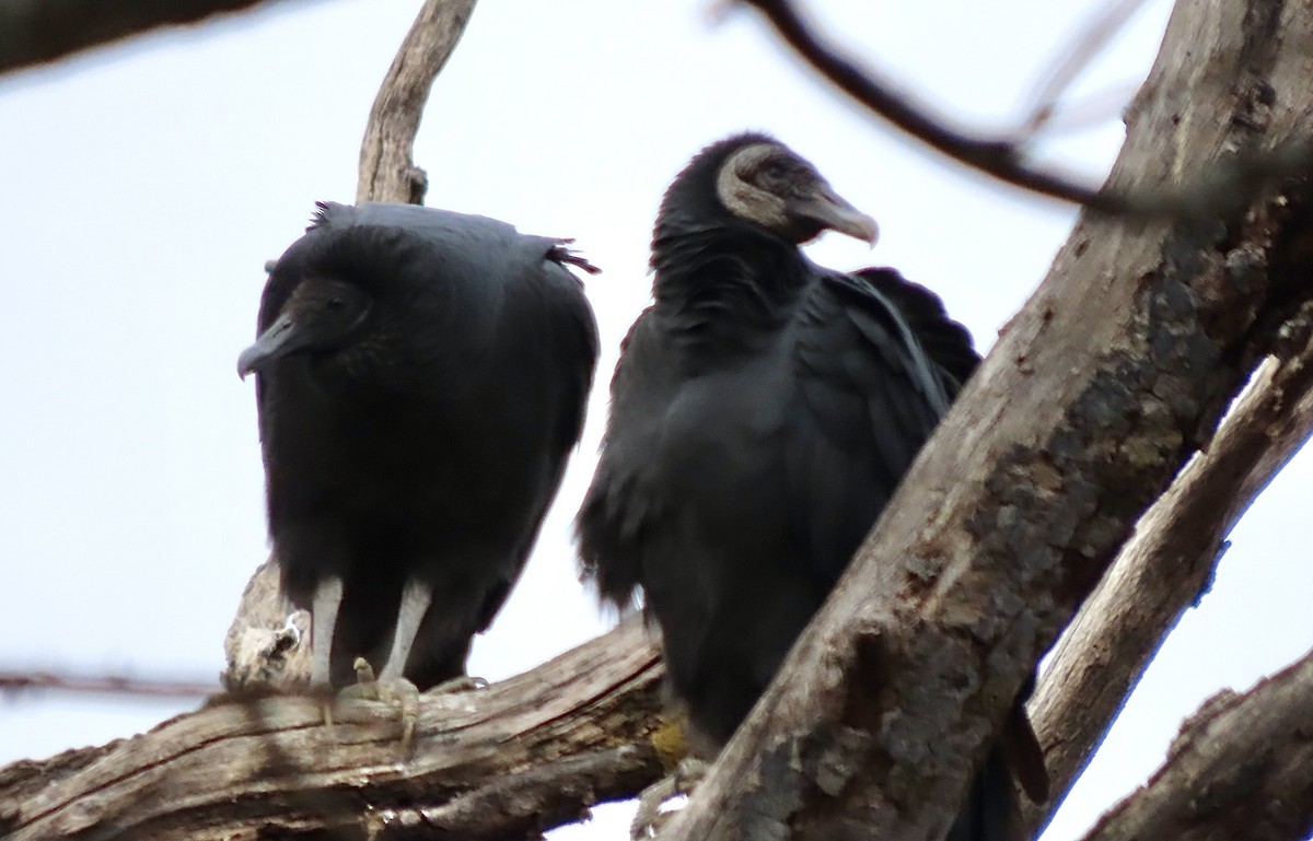 Black Vulture - ML646006909