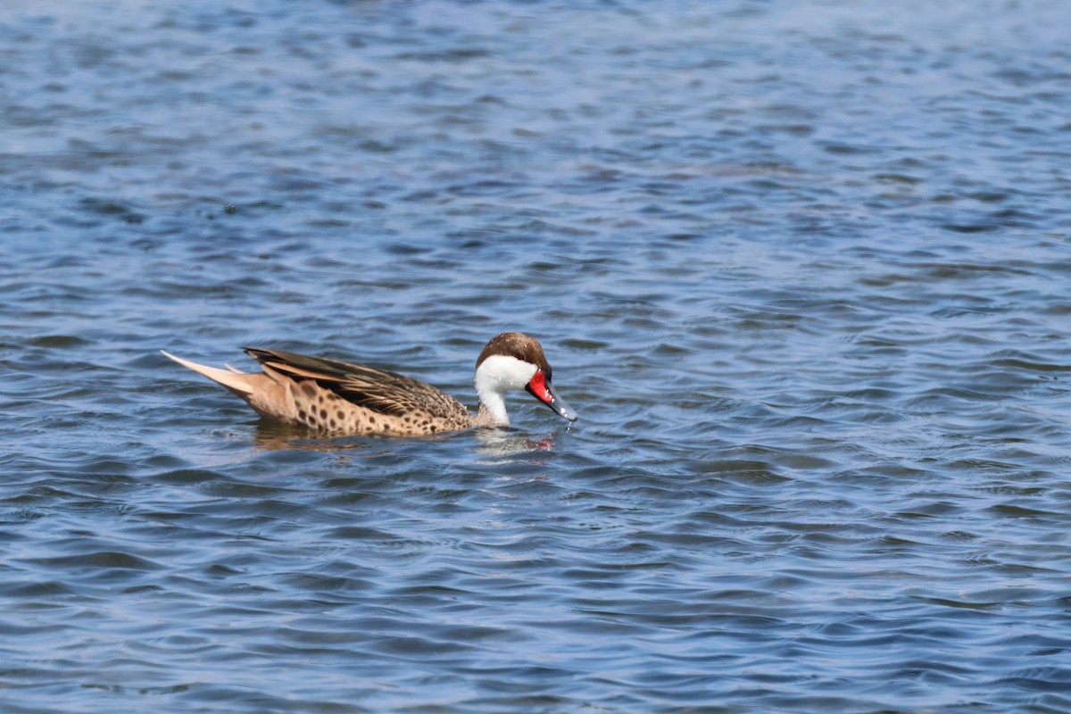 White-cheeked Pintail - ML646006916