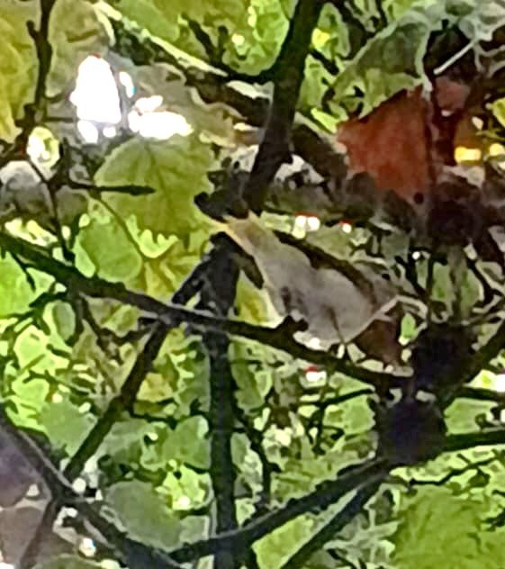 American Redstart - ML646006917