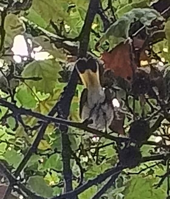 American Redstart - ML646006918