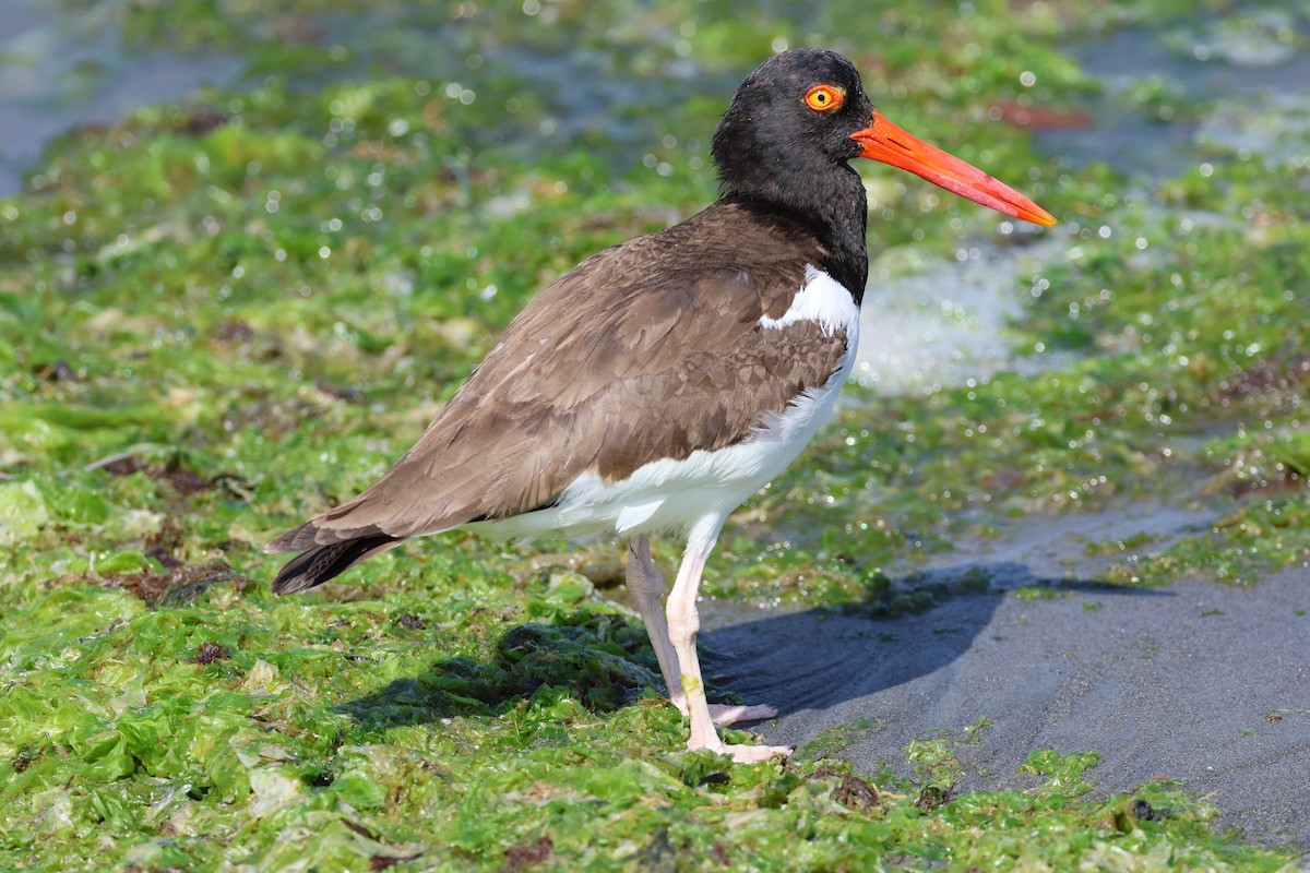 American Oystercatcher - ML646006923