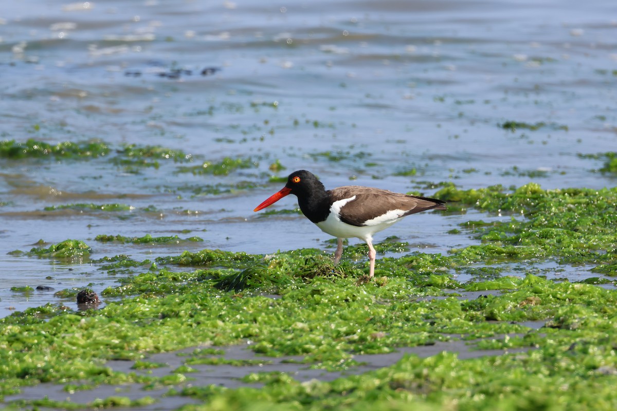 American Oystercatcher - ML646006924