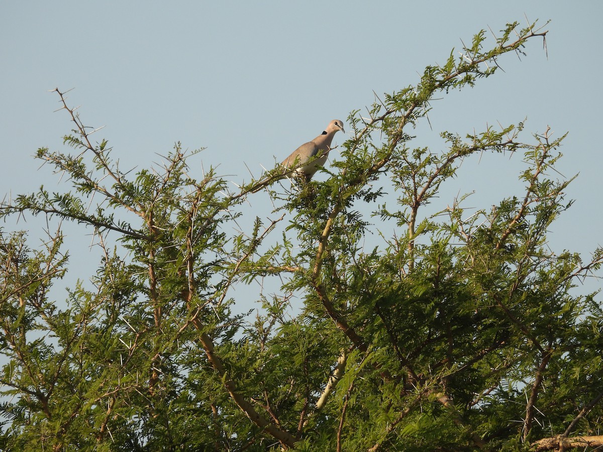 Röteltaube - ML646006931