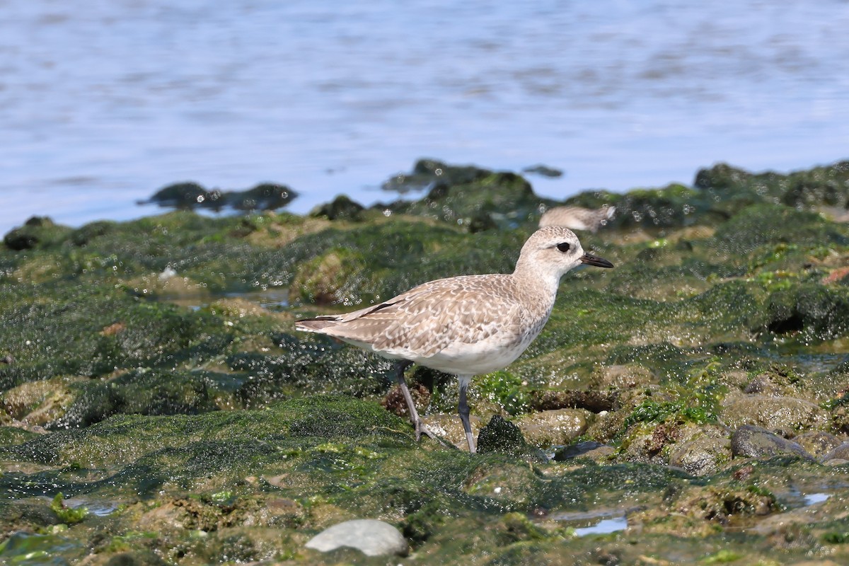 Black-bellied Plover - ML646006934