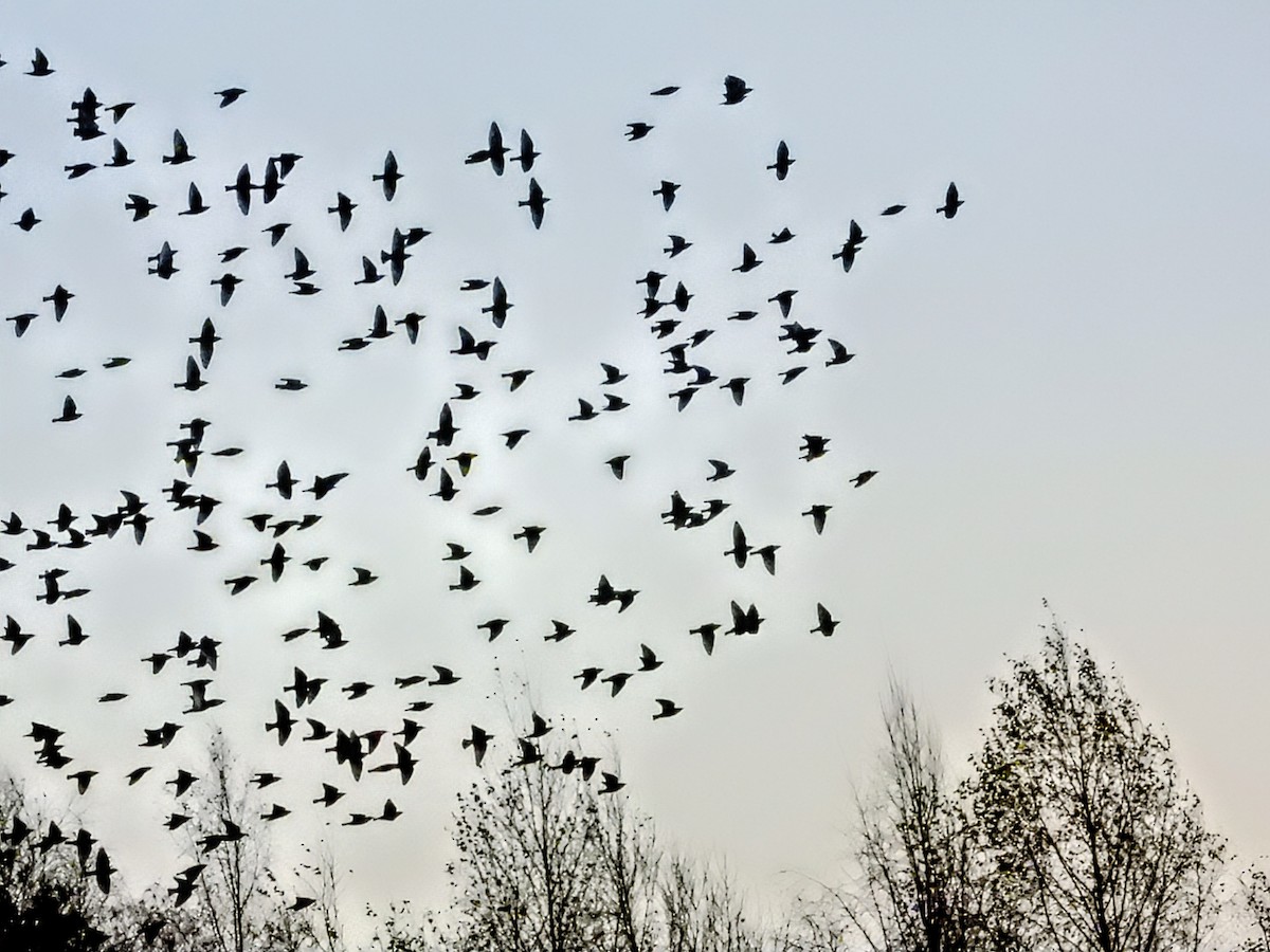 European Starling - ML646006935