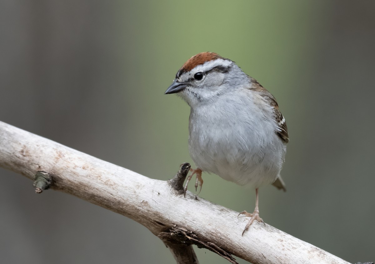 Cırcır Sesli Serçe - ML646006937