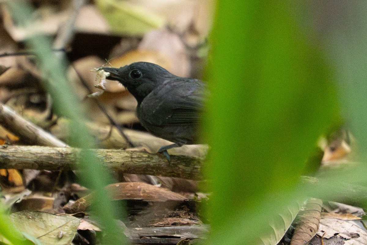 Saturnine Antshrike - ML646006944