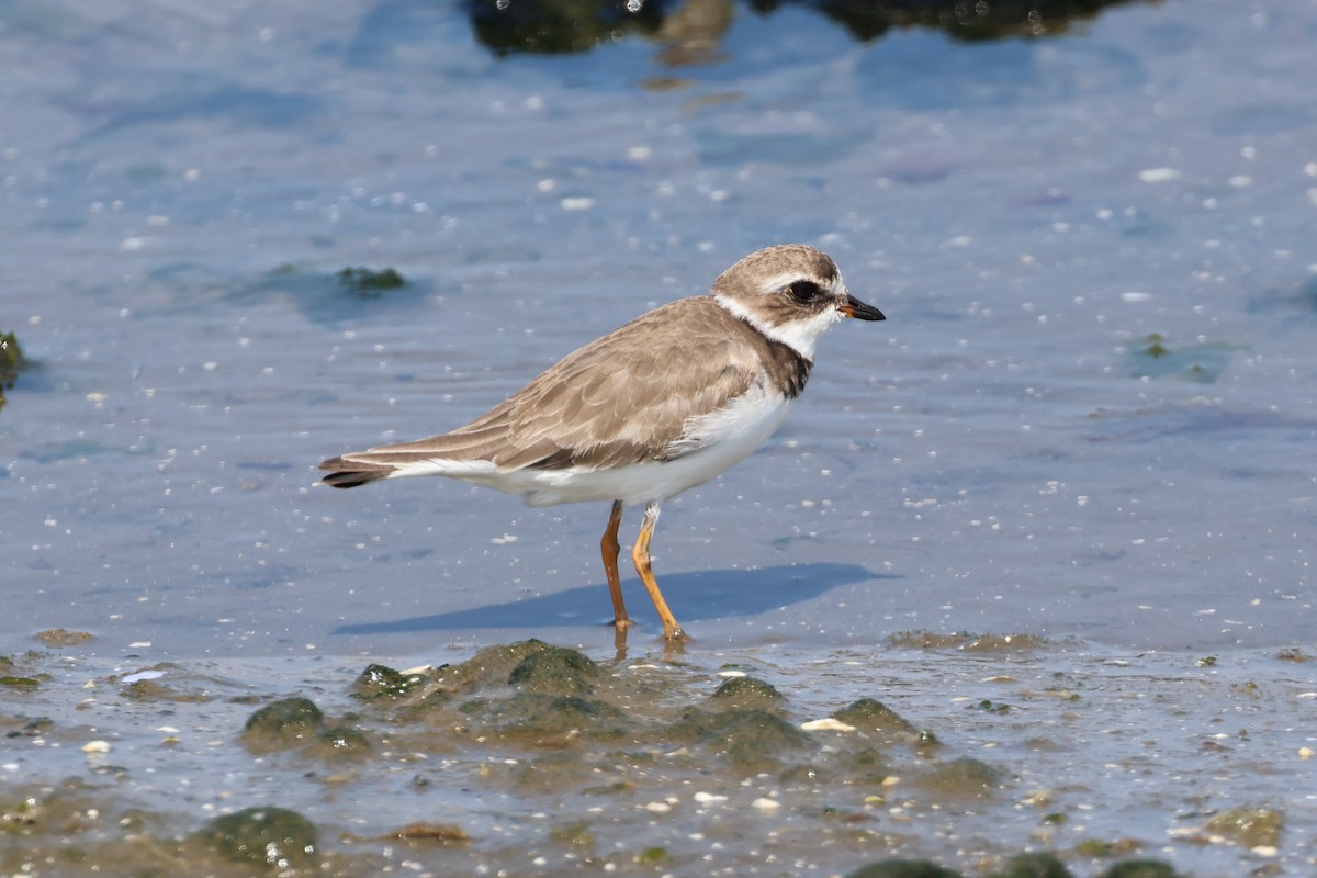 Semipalmated Plover - ML646006945