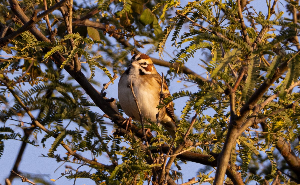 Lark Sparrow - ML646006946