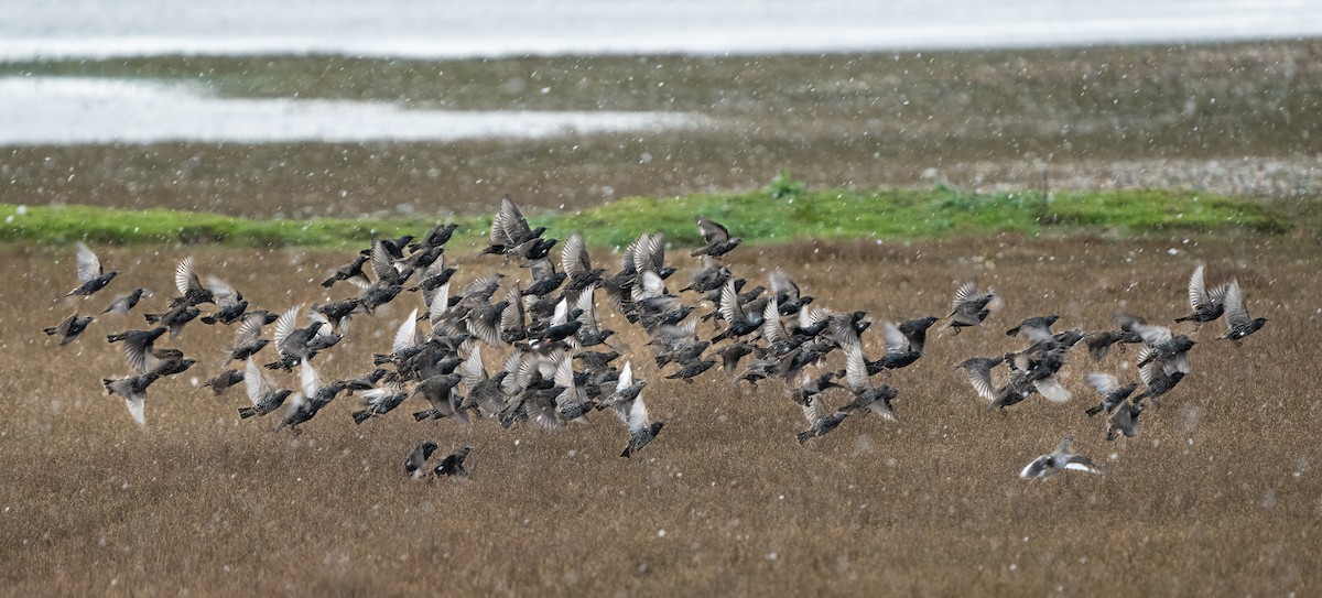 European Starling - ML646006950