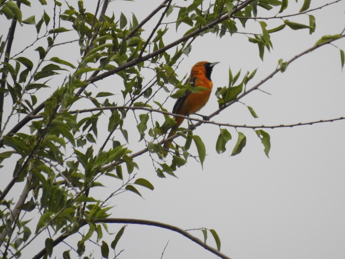 Hooded Oriole - ML646006953