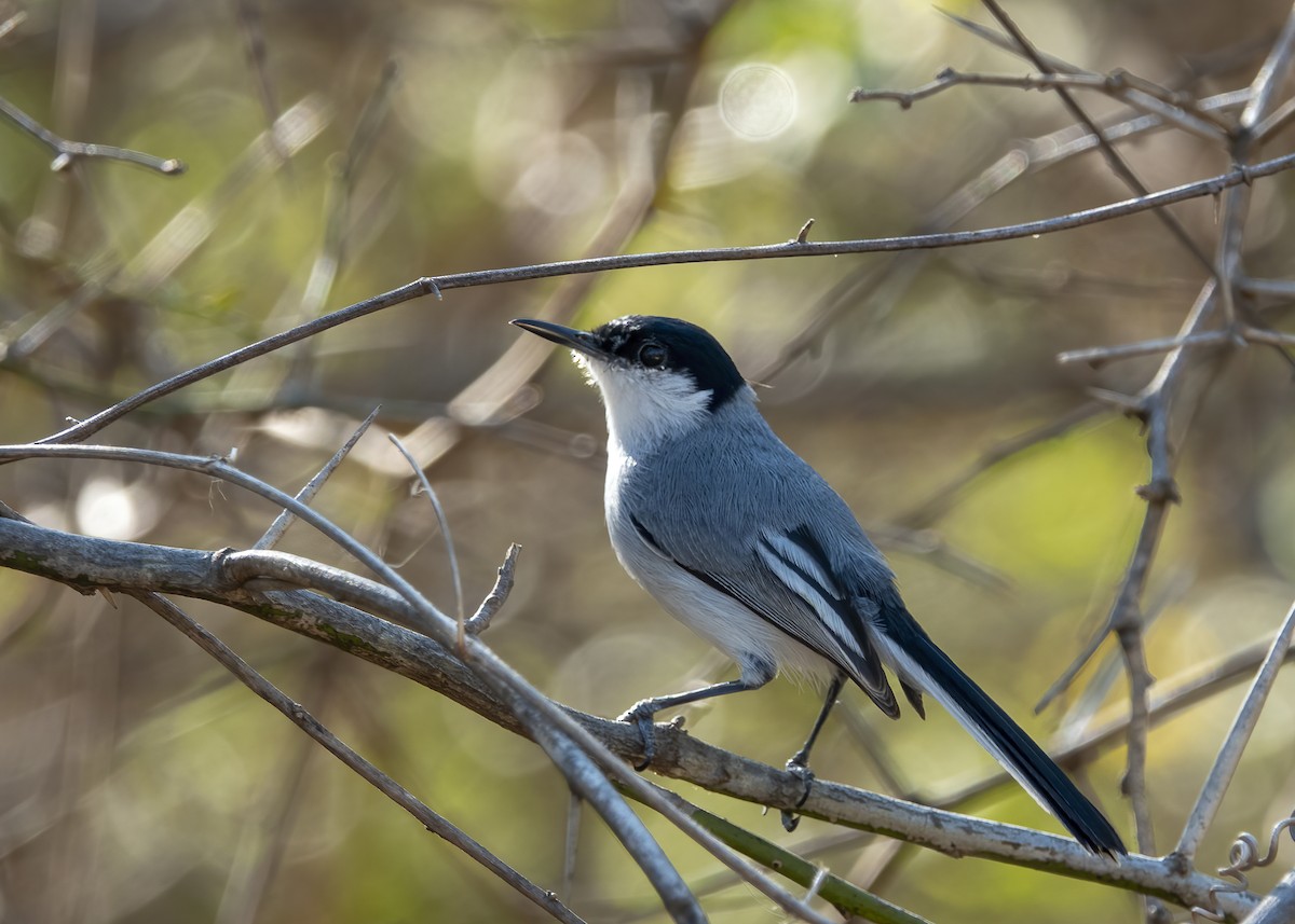 White-lored Gnatcatcher - ML646006954