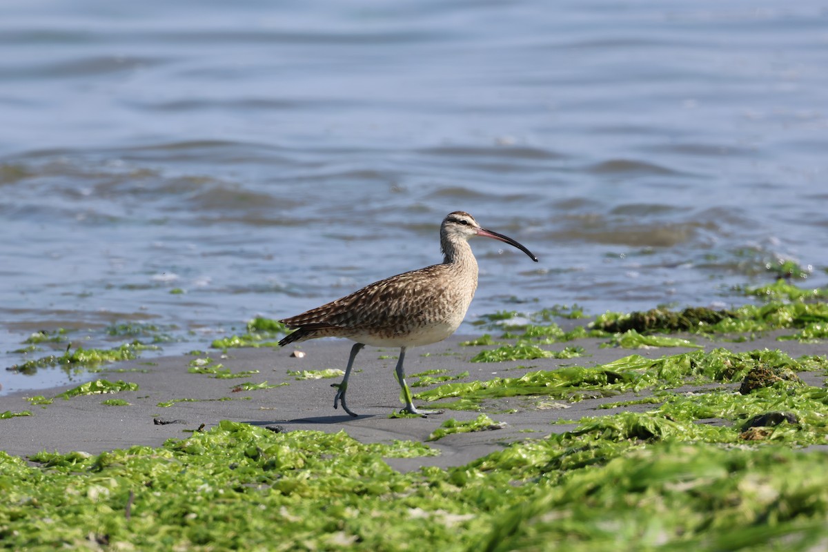 Hudsonian Whimbrel - ML646006958